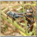 Pamponerus germanicus - Alabasterfliege w01 mit Blatthornkaefer-Hoplia.jpg